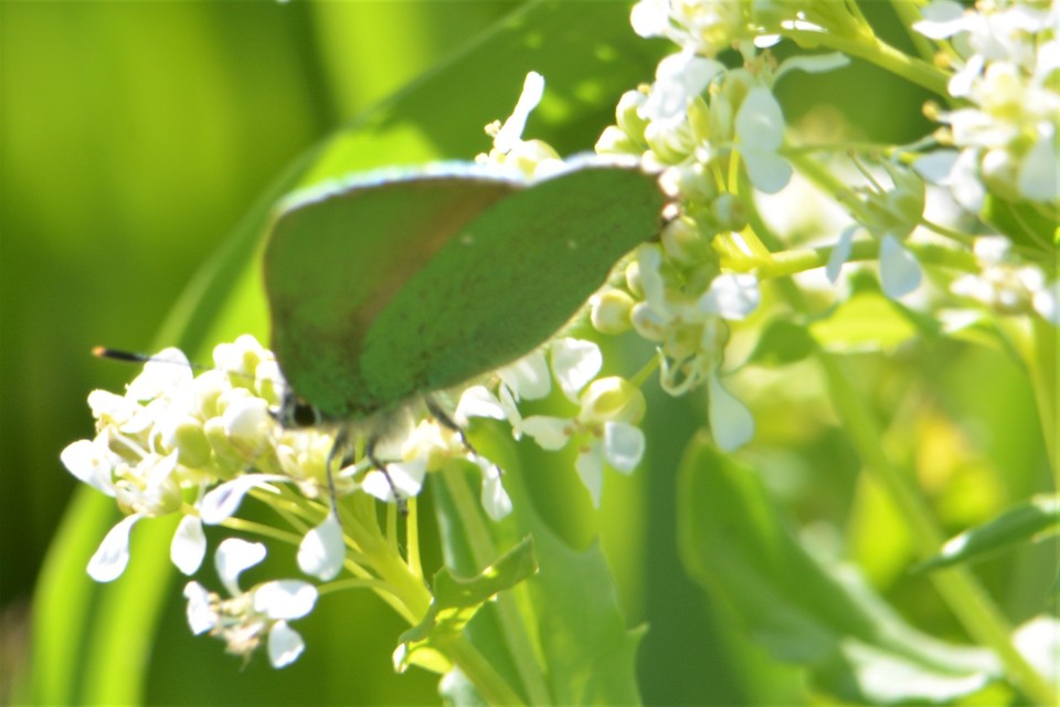 Callophrys rubi - zöldfonákú lepke