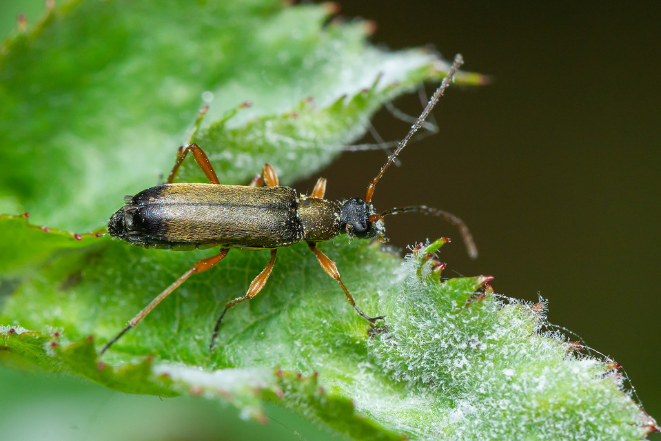 Grammoptera ustulata - aranyszőrű galagonyacincér Grammoptera ustulata - aranyszőrű galagonyacincér