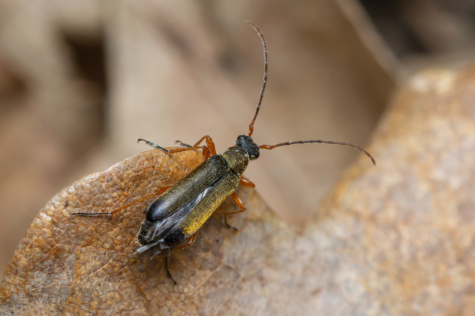 Grammoptera ustulata - aranyszőrű galagonyacincér