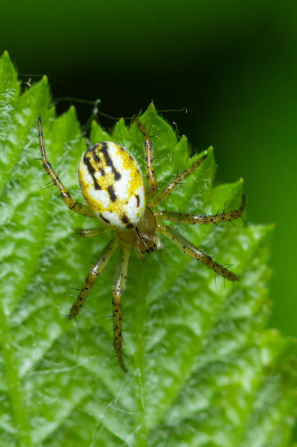 Mangora acalypha - réti keresztespók