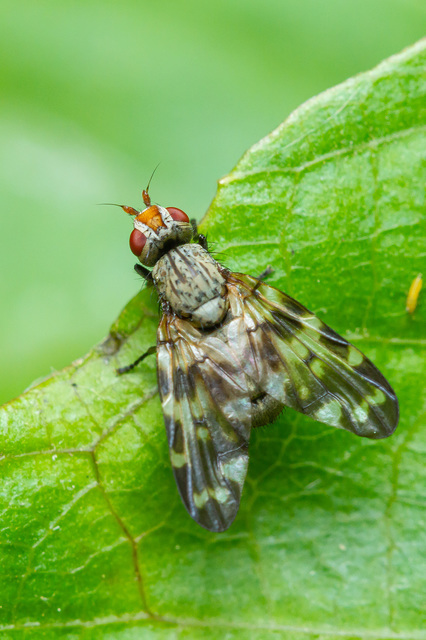 Otites centralis/guttata