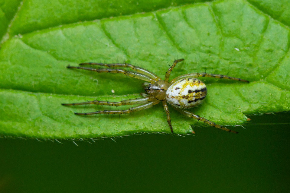 Mangora acalypha - réti keresztespók