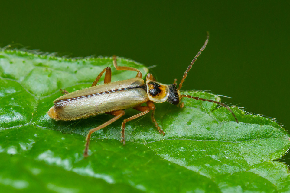 Metacantharis clypeata - tavaszi lágybogár