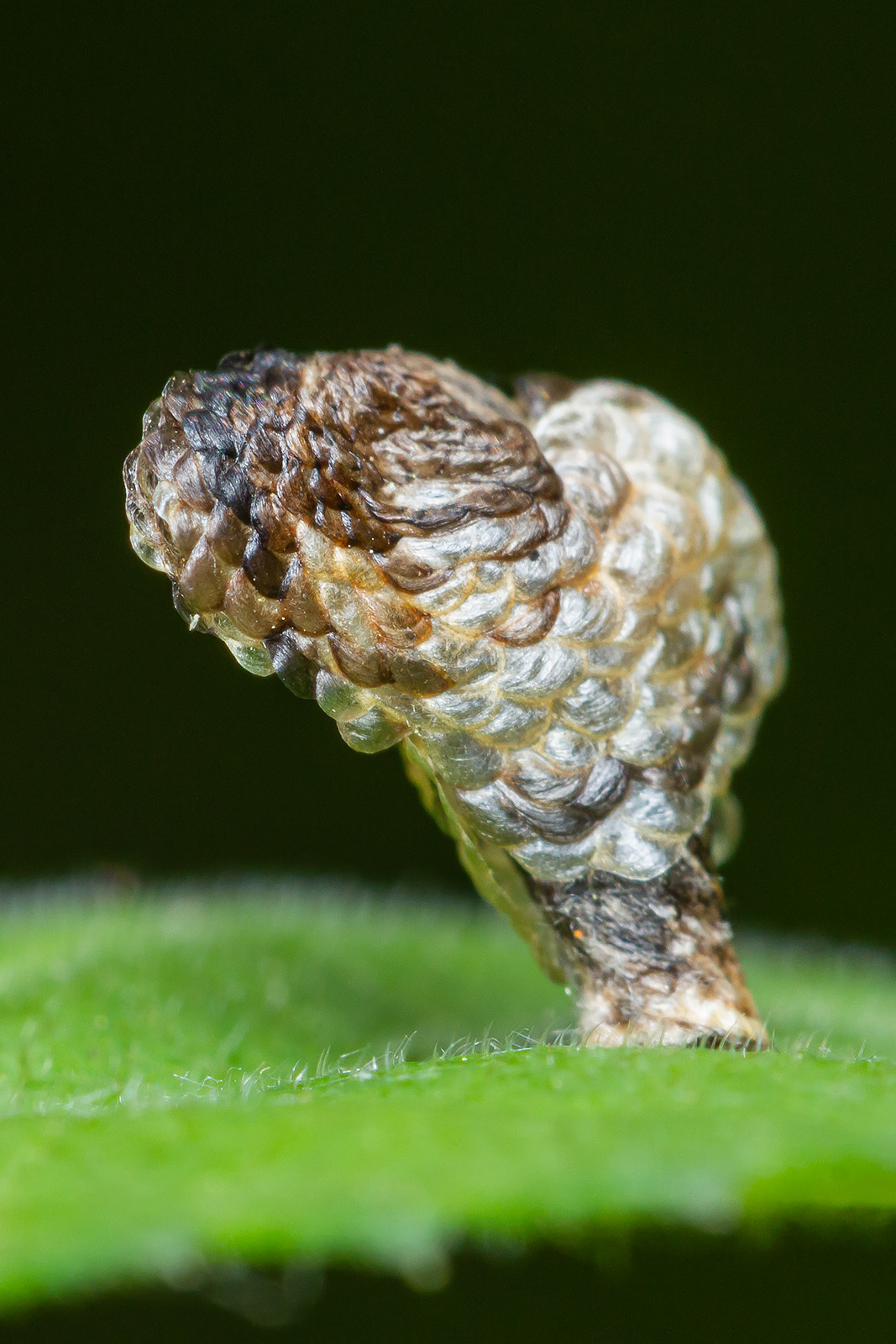 Coleophora kuehnella - sápadt zsákosmoly