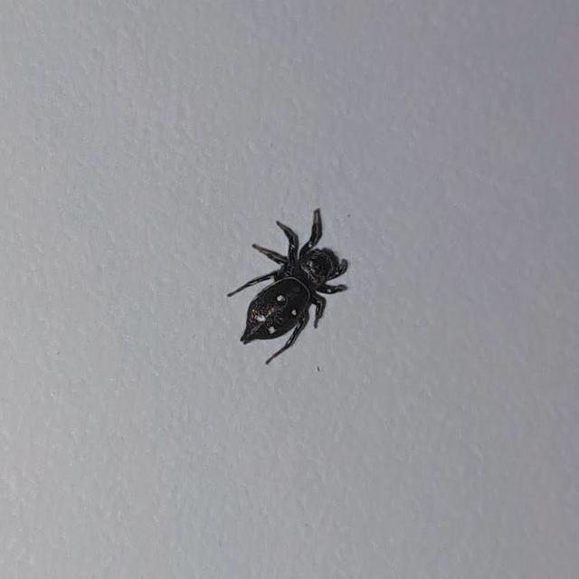 Araneae - Pókok