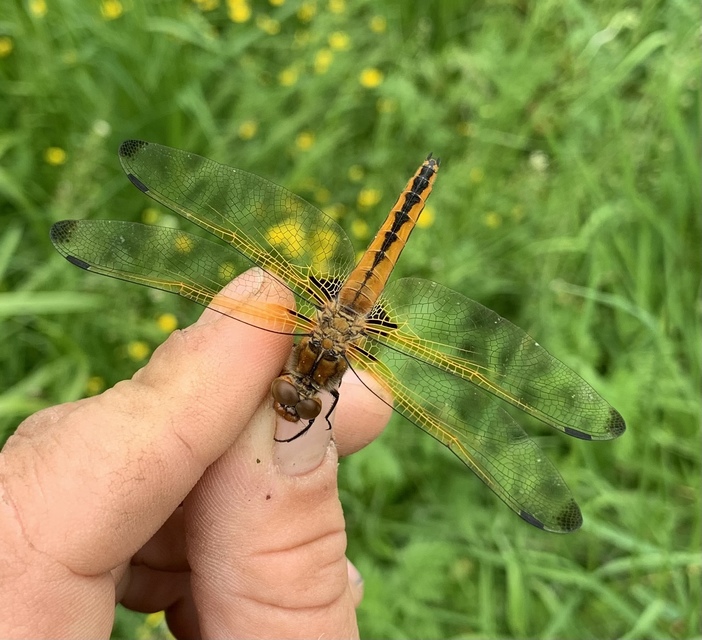 Libellula fulva - kisfoltos laposacsa