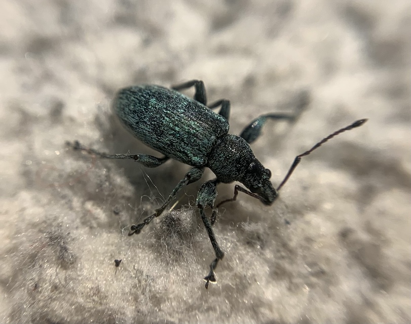 Phyllobius pomaceus - csalán-levélormányos