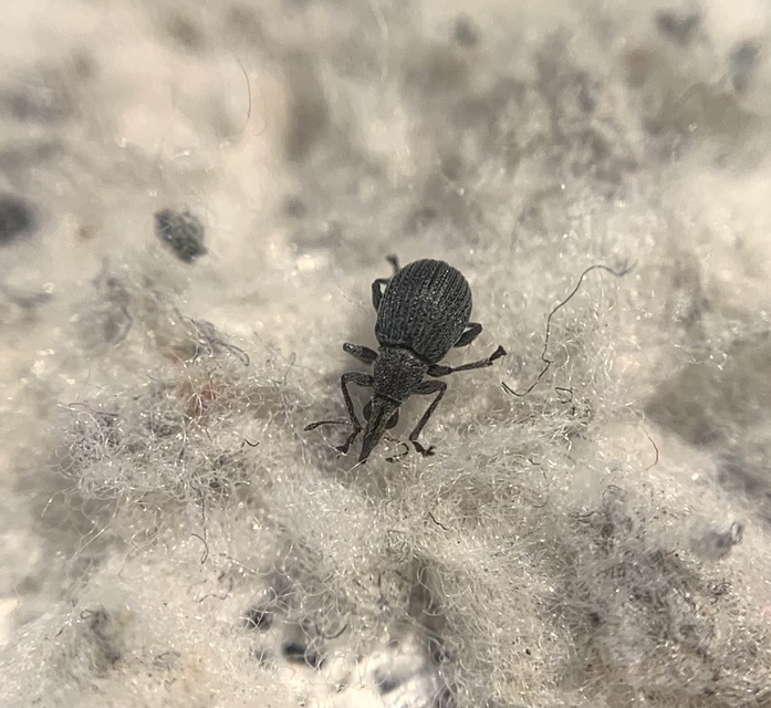 Oxystoma craccae - kaszanyügbükköny-cickányormányos