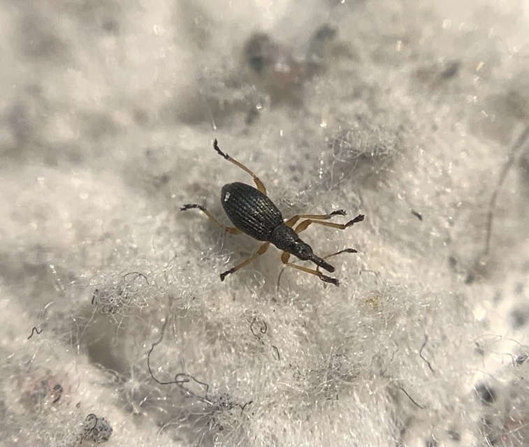 Protapion fulvipes - vadhere-cickányormányos Protapion fulvipes - vadhere-cickányormányos