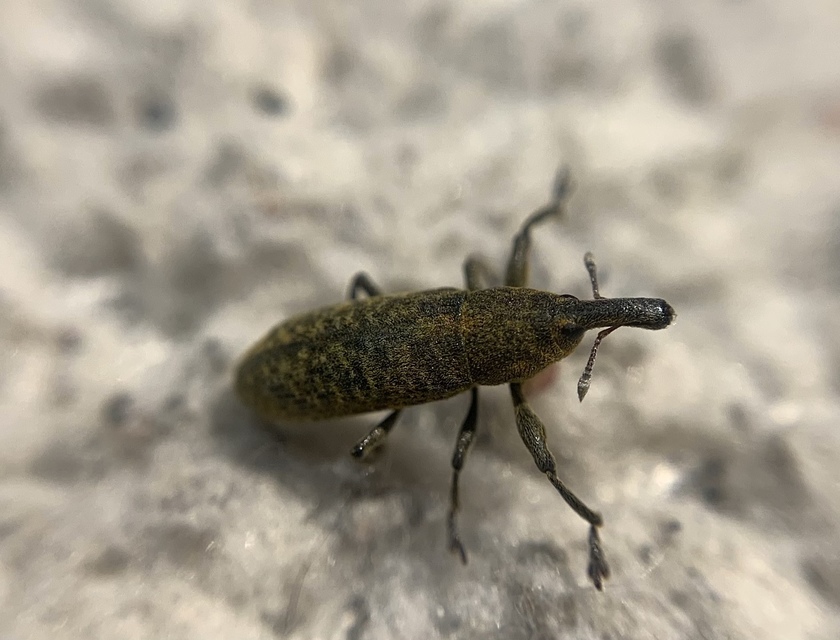 Lixus bardanae - lórom-dudvabarkó