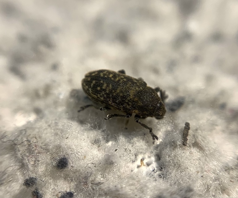 Rhinocyllus conicus - tömpeorrú barkó