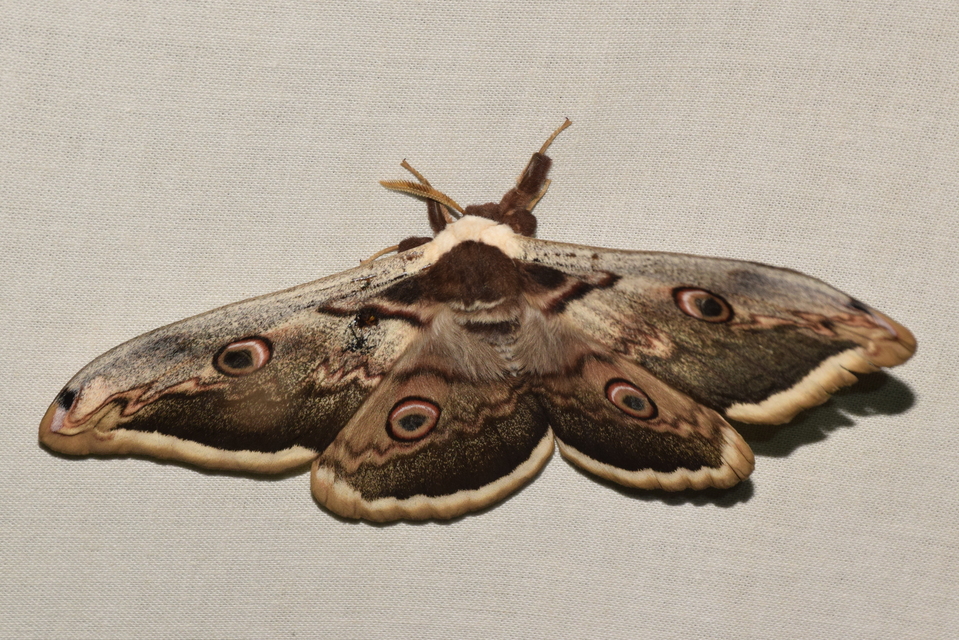 Saturnia pyri - nagy pávaszem