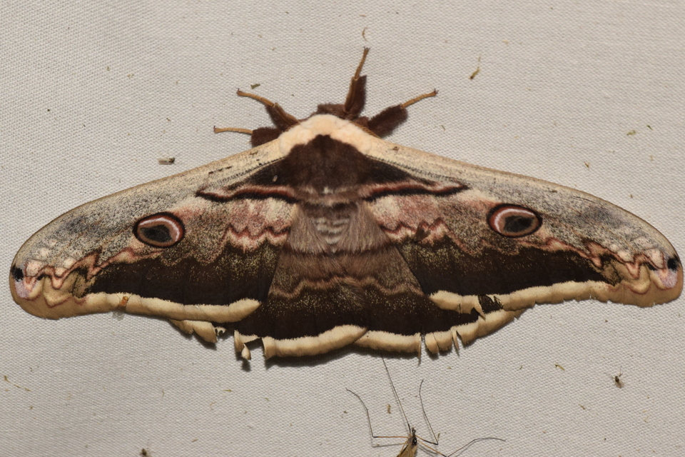 Saturnia pyri - nagy pávaszem