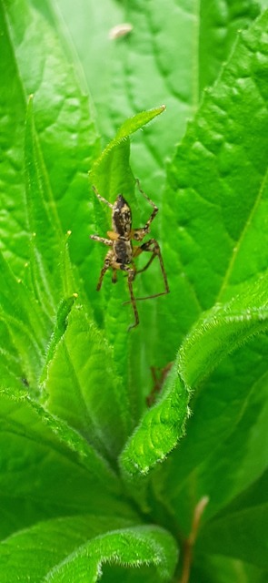 Anyphaena accentuata - jegyespók