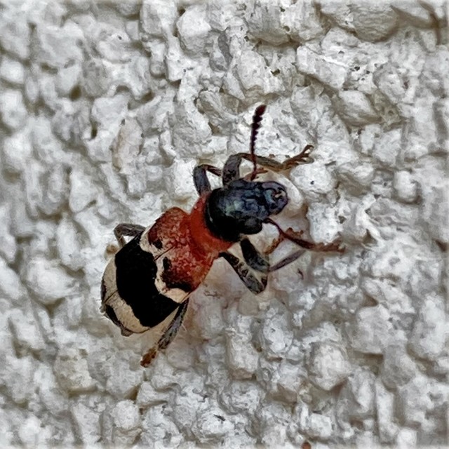 Thanasimus formicarius - vörösnyakú szúfarkas