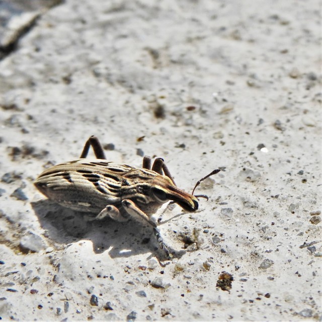 Coniocleonus nigrosuturatus - nyíljegyes barkó
