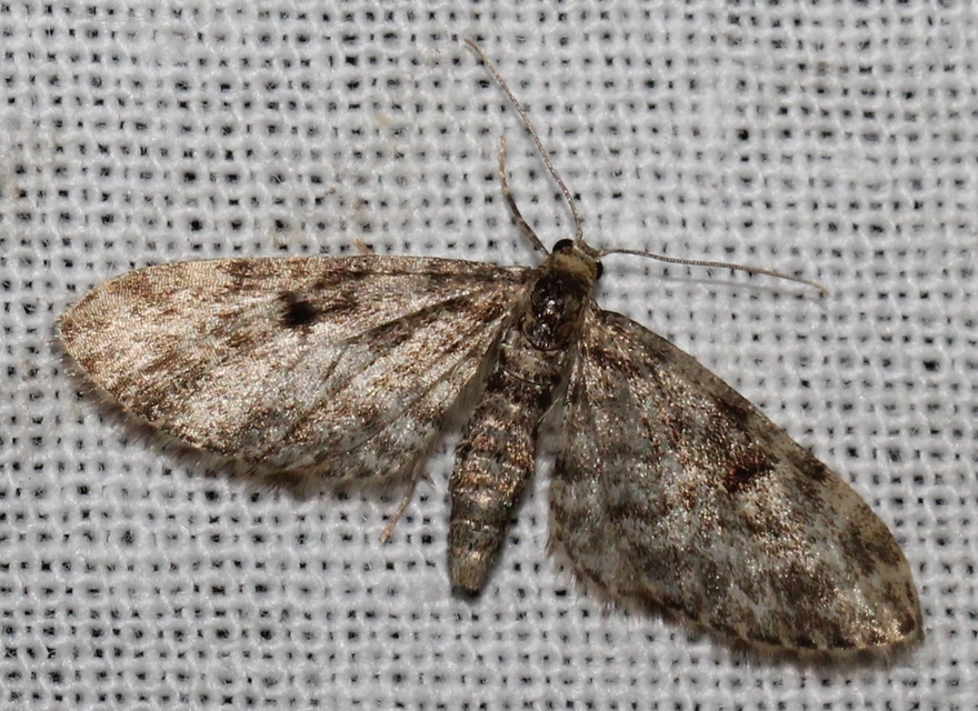 Eupithecia tantillaria - feketegyűrűs törpearaszoló