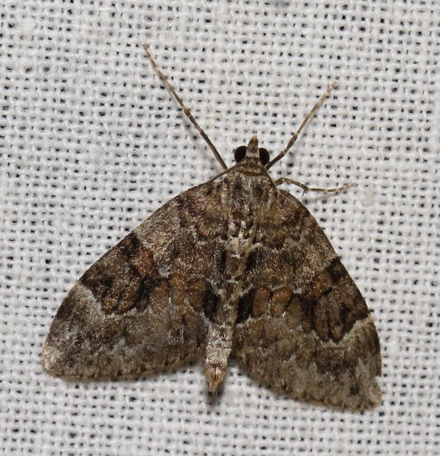 Thera variata - változékony fenyőaraszoló