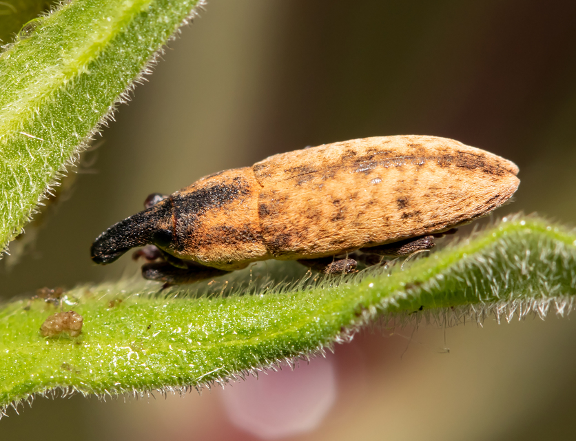 Lixus brevipes - vaskosorrú dudvabarkó