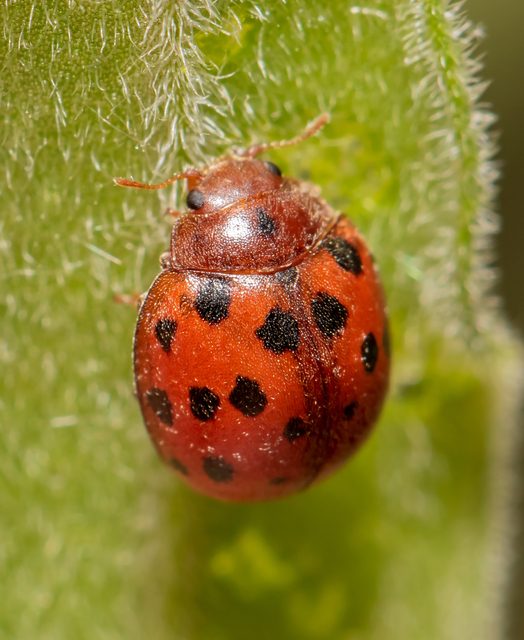 Subcoccinella vigintiquatuorpunctata - lucernaböde