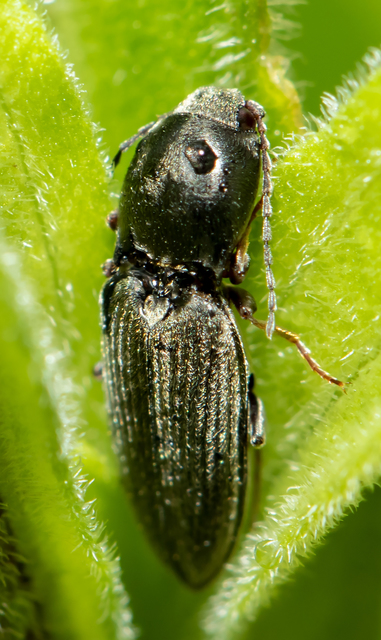 Dicronychus rubripes - kis szívespattanó