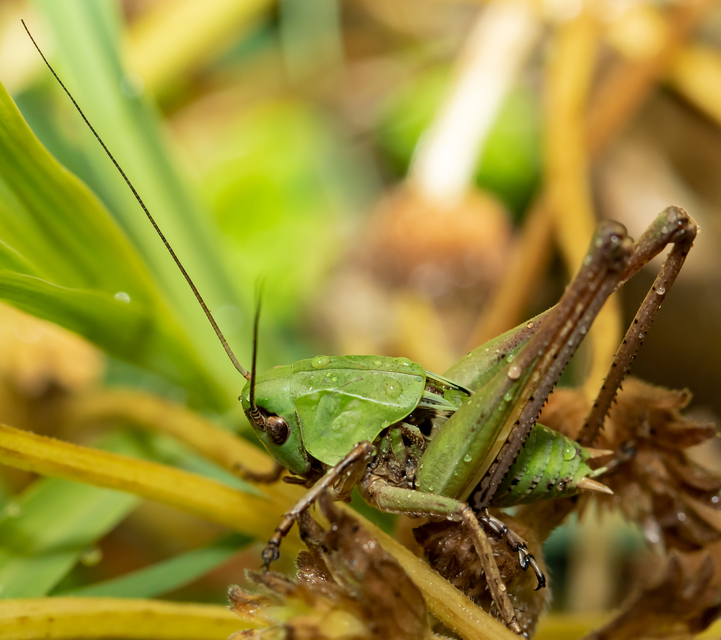 Decticus verrucivorus - szemölcsevő szöcske