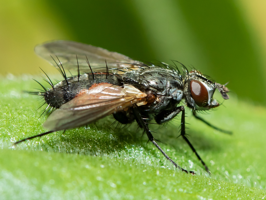 Eriothrix rufomaculatus