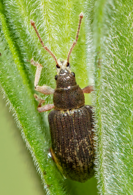 Phyllobius virideaeris - halványzöld levélormányos