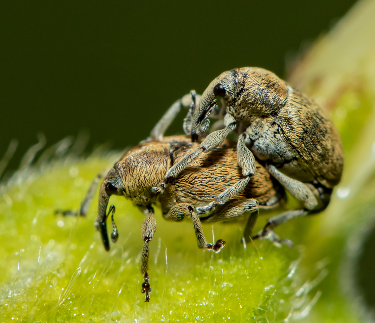Sibinia pellucens - mécsvirágormányos