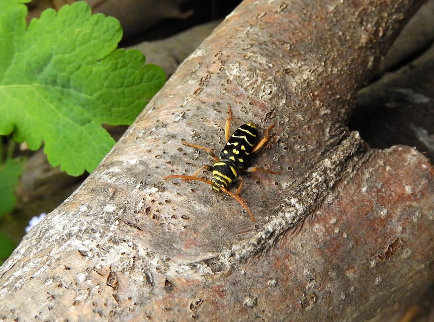 Plagionotus arcuatus - bársonyos darázscincér
