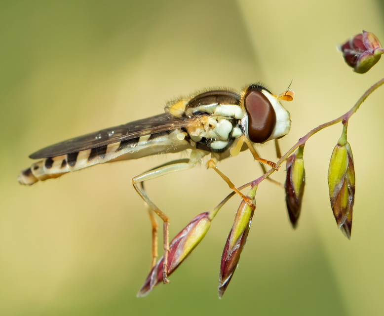 Sphaerophoria