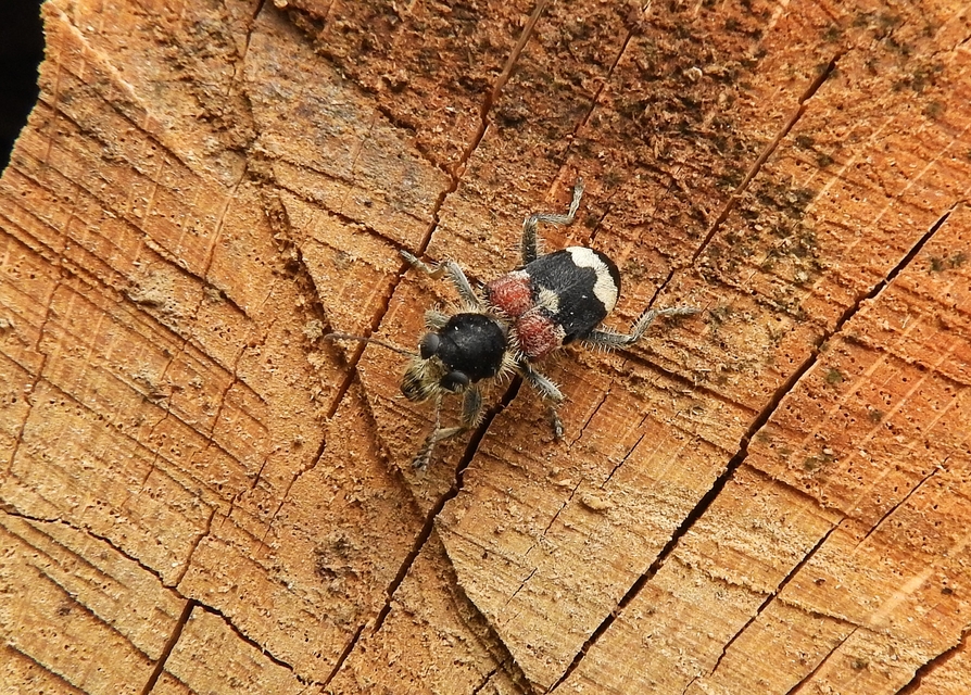 Clerus mutillarius - feketenyakú szúfarkas