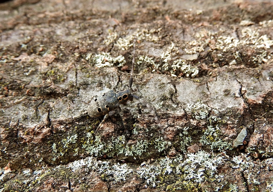 Mesosa curculionoides - szemfoltos cincér Mesosa curculionoides - szemfoltos cincér