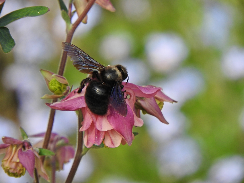 Xylocopa violacea - kék fadongó