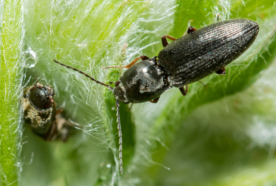Dicronychus rubripes - kis szívespattanó