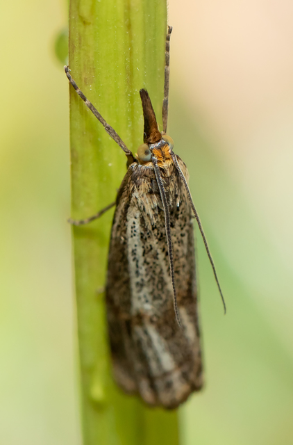 Thisanotia chrysonuchella - tavaszi fűgyökérmoly