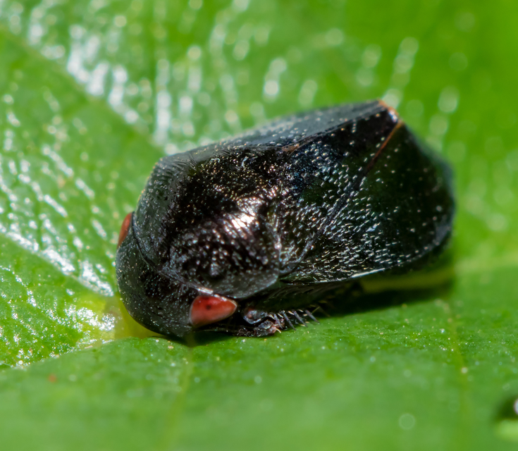 Penthimia nigra - fekete kabóca Penthimia nigra - fekete kabóca