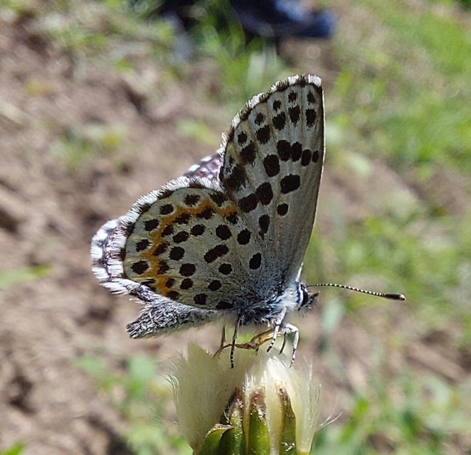 Scolitantides orion - szemes boglárka