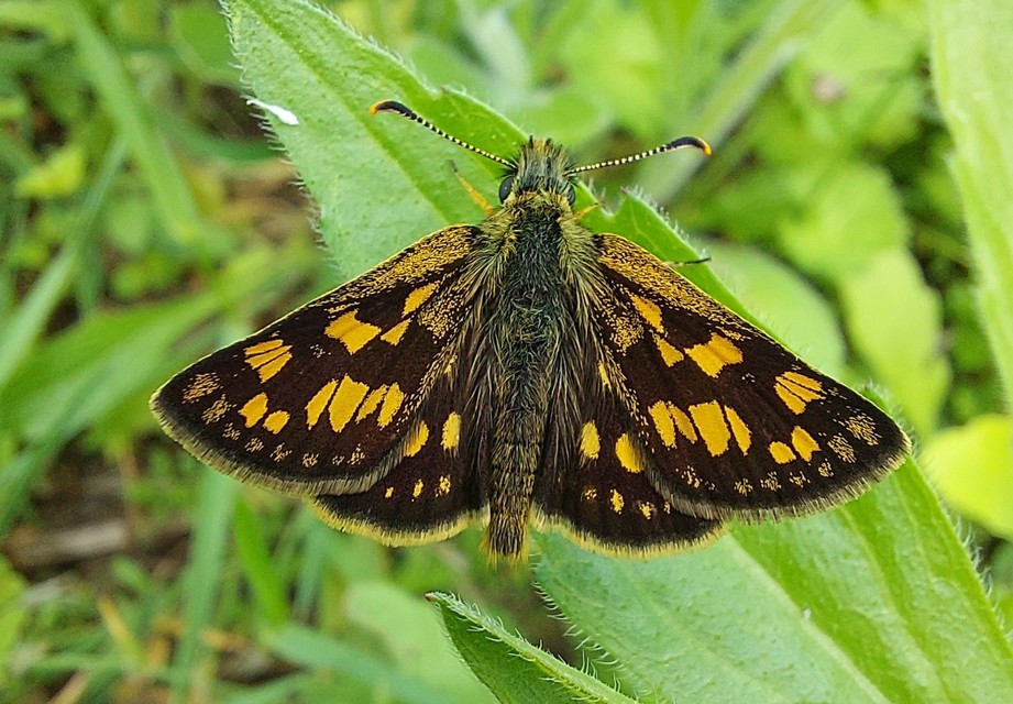Carterocephalus palaemon - kockás busalepke