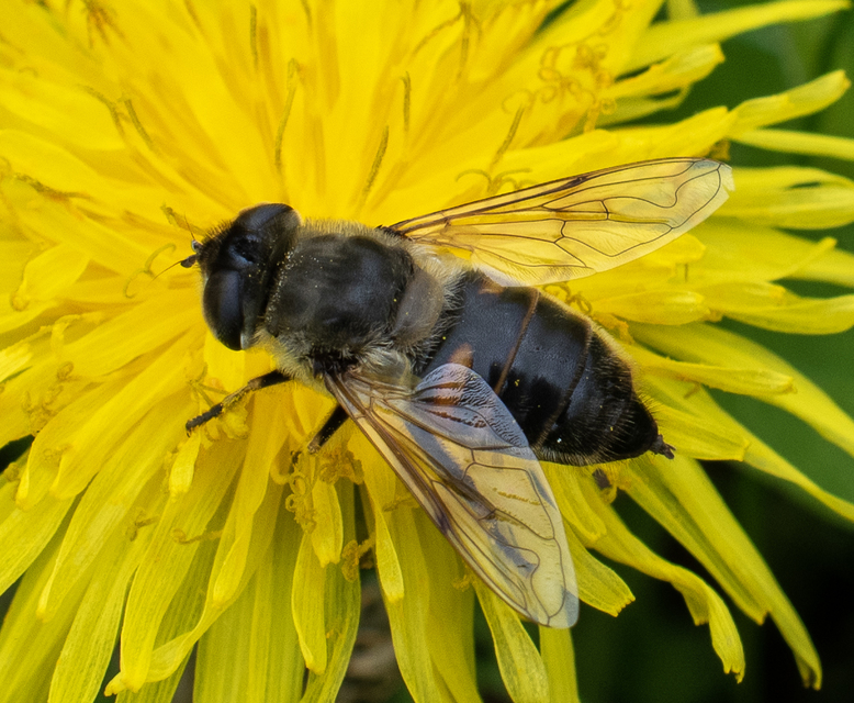 Eristalis tenax - közönséges herelégy