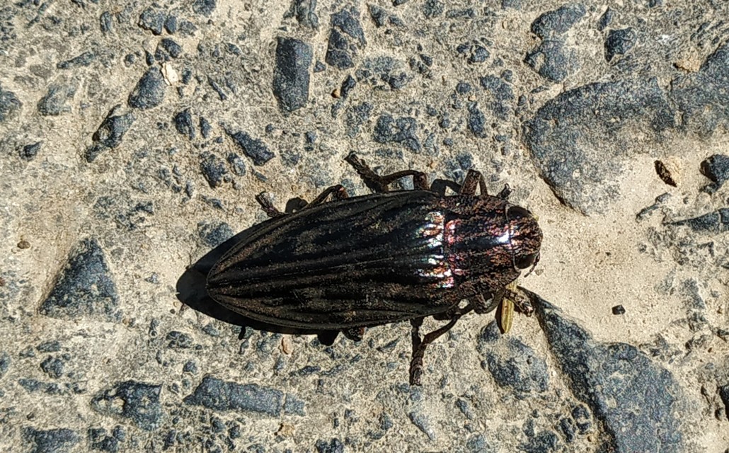 Chalcophora mariana - nagy fenyvesdíszbogár