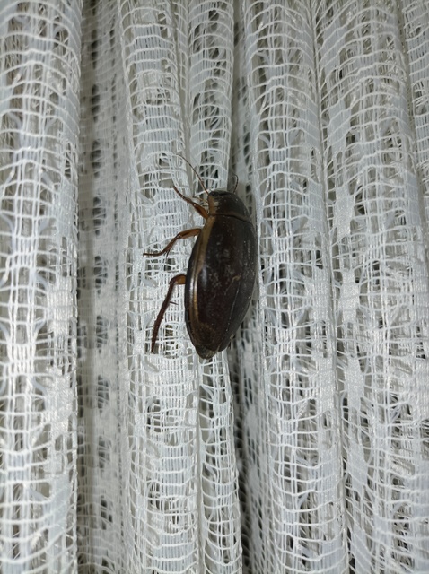 Dytiscus