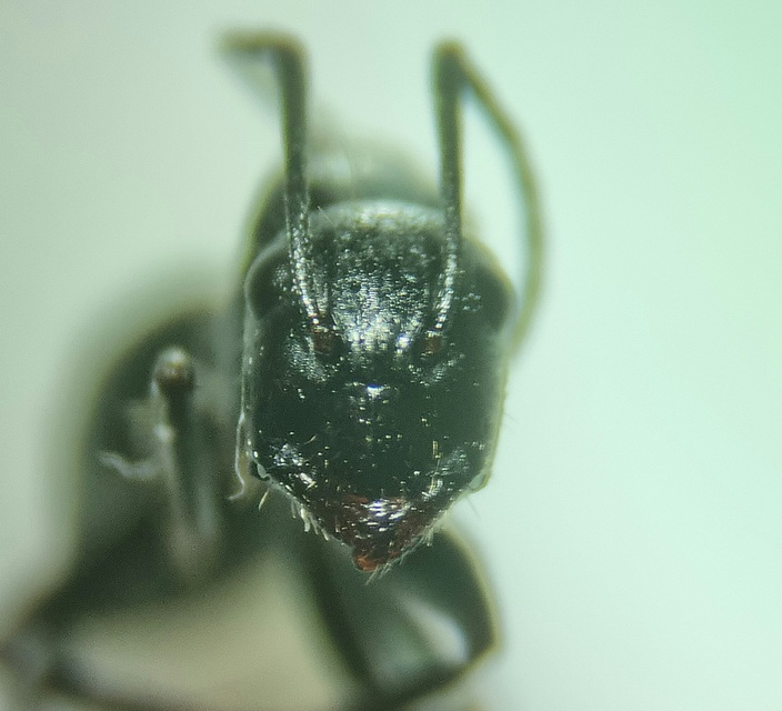 Camponotus aethiops - szőrös lóhangya