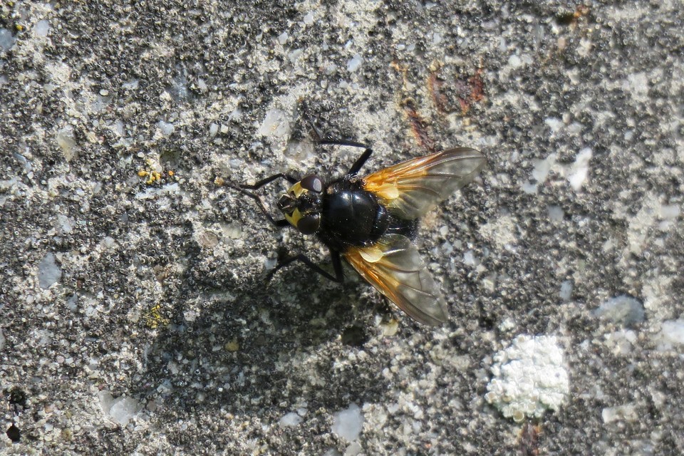 Mesembrina meridiana
