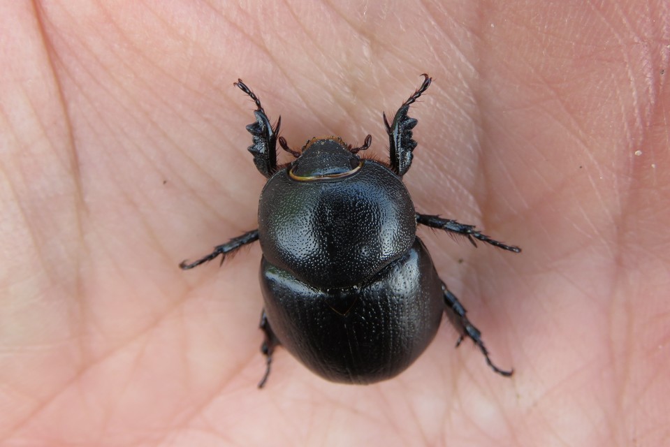 Pentodon idiota - butabogár
