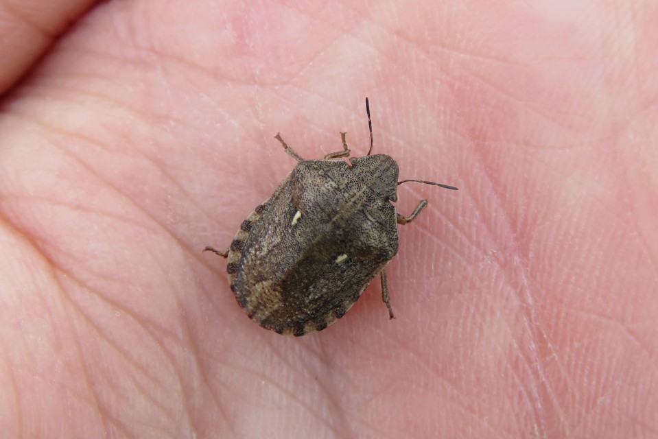 Eurygaster Eurygaster