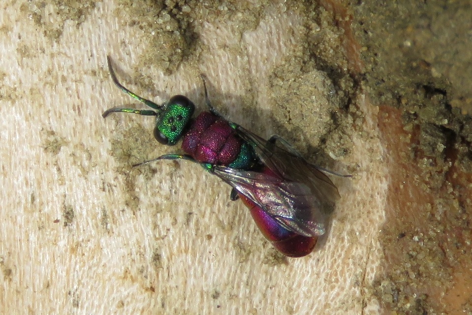 Chrysididae - fémdarazsak