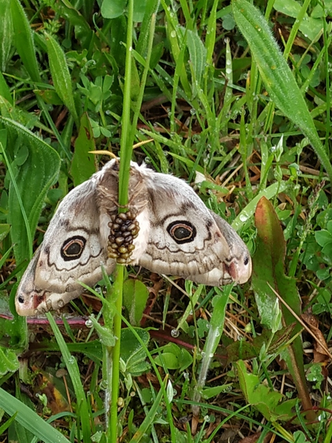Saturnia pavoniella/pavonia