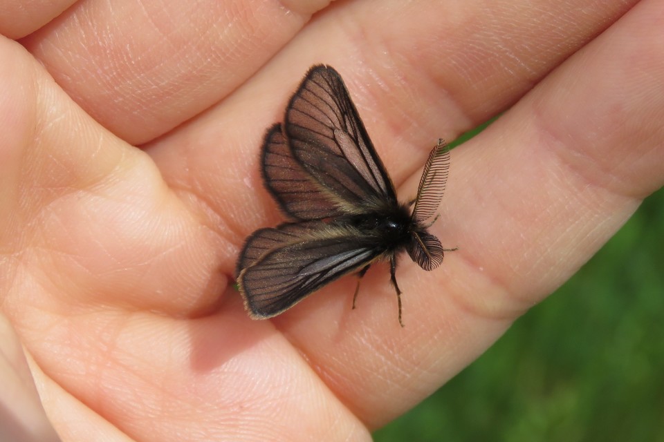 Pentophera morio - réti gyapjaslepke