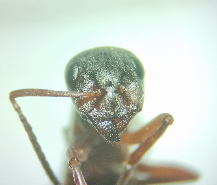Formica rufibarbis - vörös rabszolgahangya